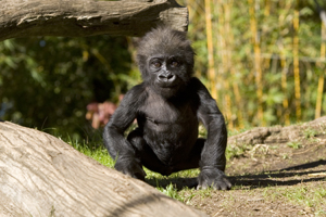 Baby Gorilla